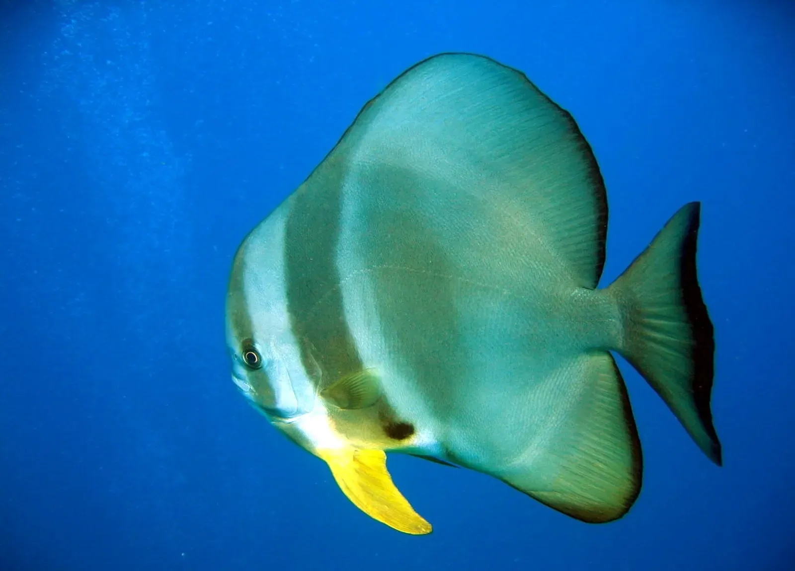 Silver teira batfish gliding through open blue water — Fish Rock Cave, South West Rocks
