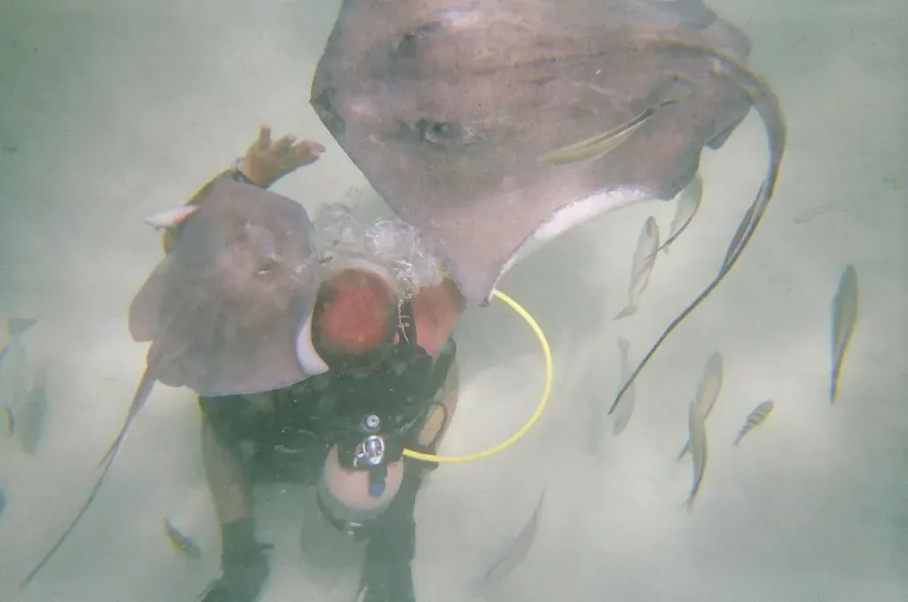 A diver holds a southern stingray close to their face in shallow water — Grand Cayman