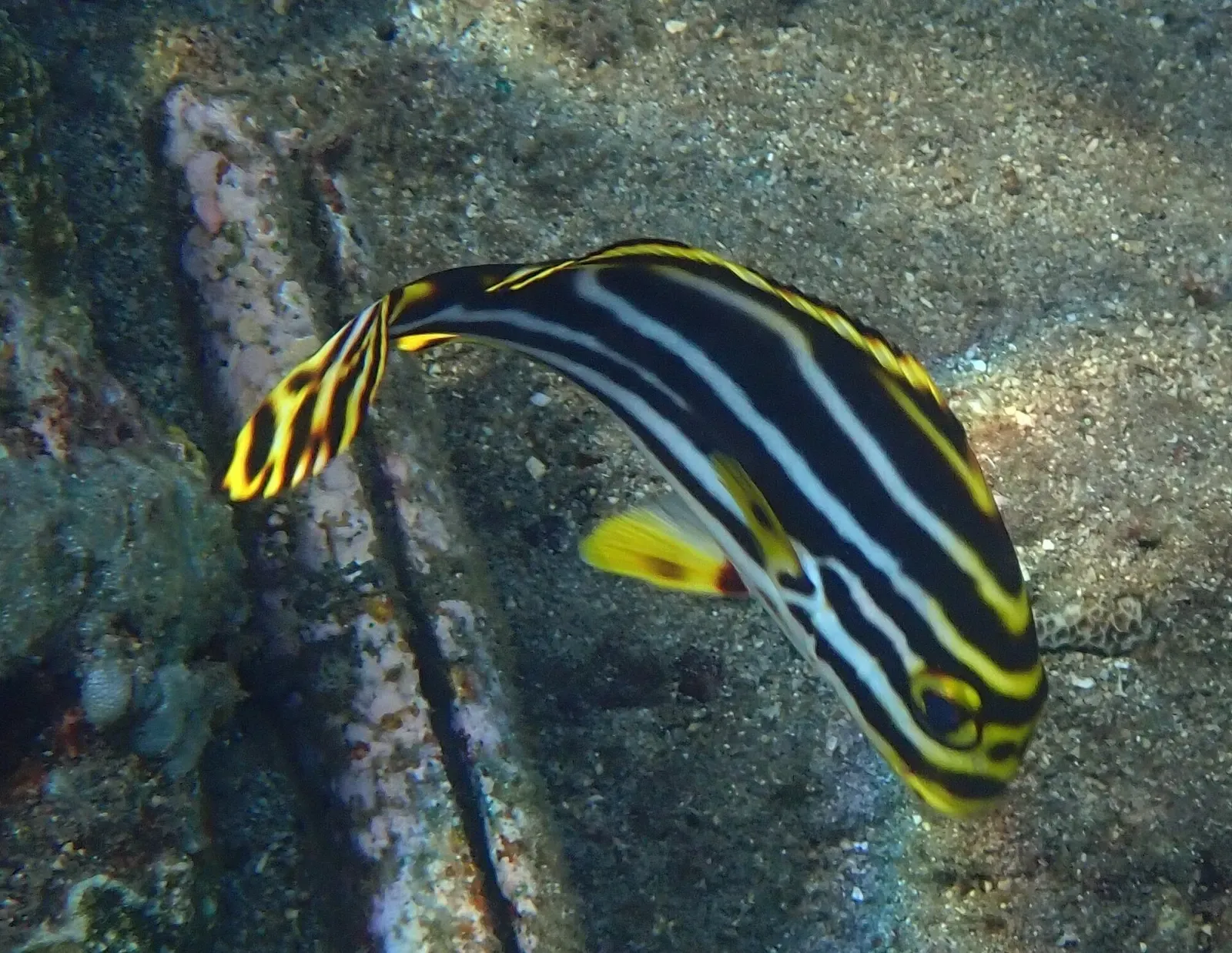 One black and yellow striped sweetlips swimming over a grey seabed — Amed.