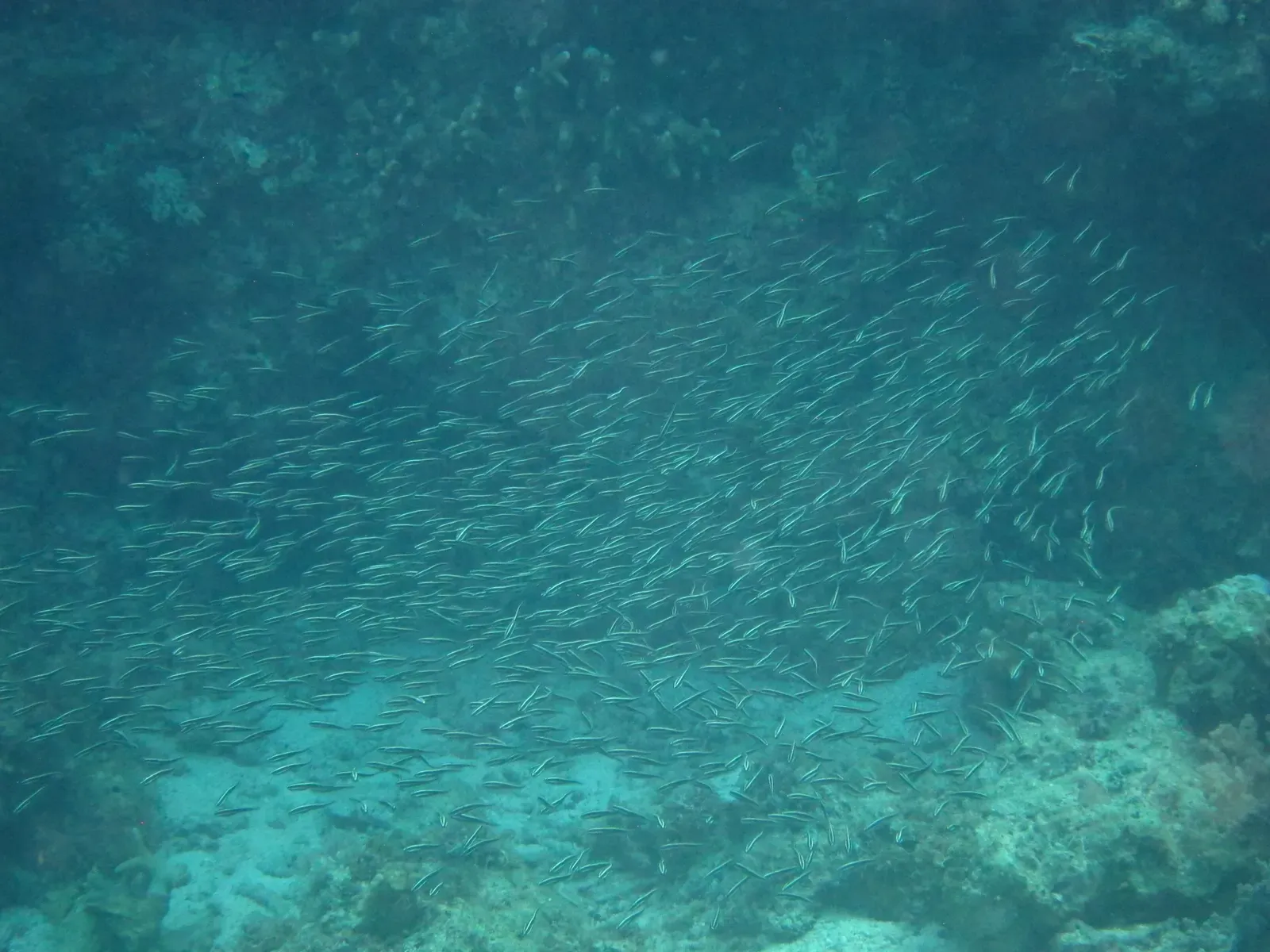 Dense ball of striped eel catfish swirling over the sandy sea floor — Anda, Bohol
