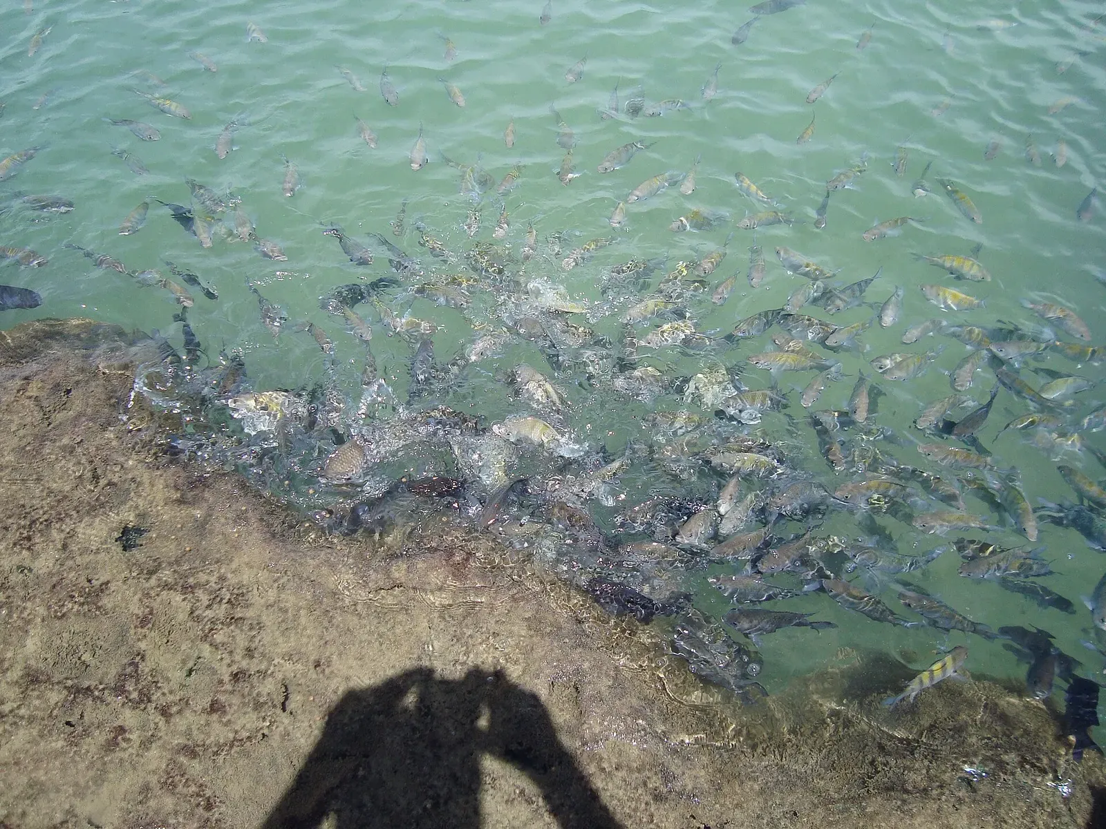 A dense school of striped sergeant major fish crowding shallow green water at the edge of a reef — Porto de Galinhas