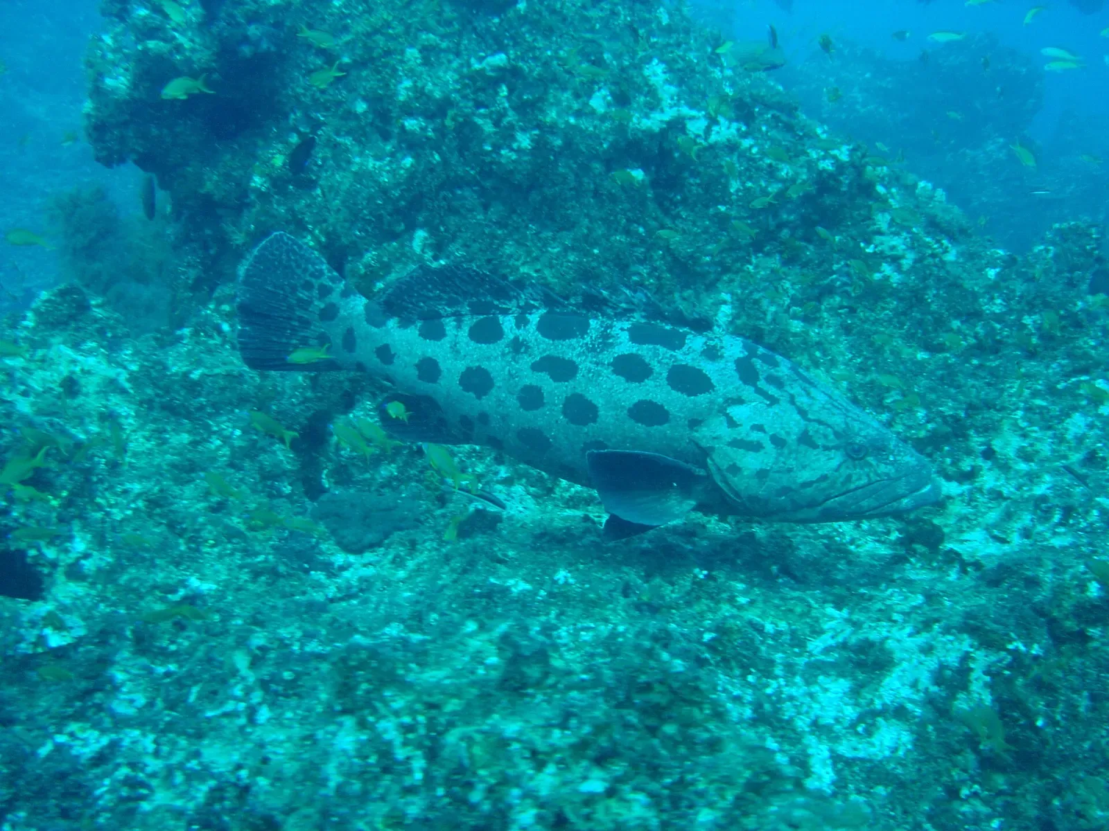 A large potato bass grouper cruising over the reef — Manta Reef, Tofo