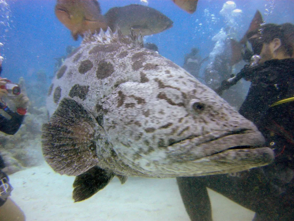 Potato cod close up with a diver blurred in the background — Cod Hole, Great Barrier Reef