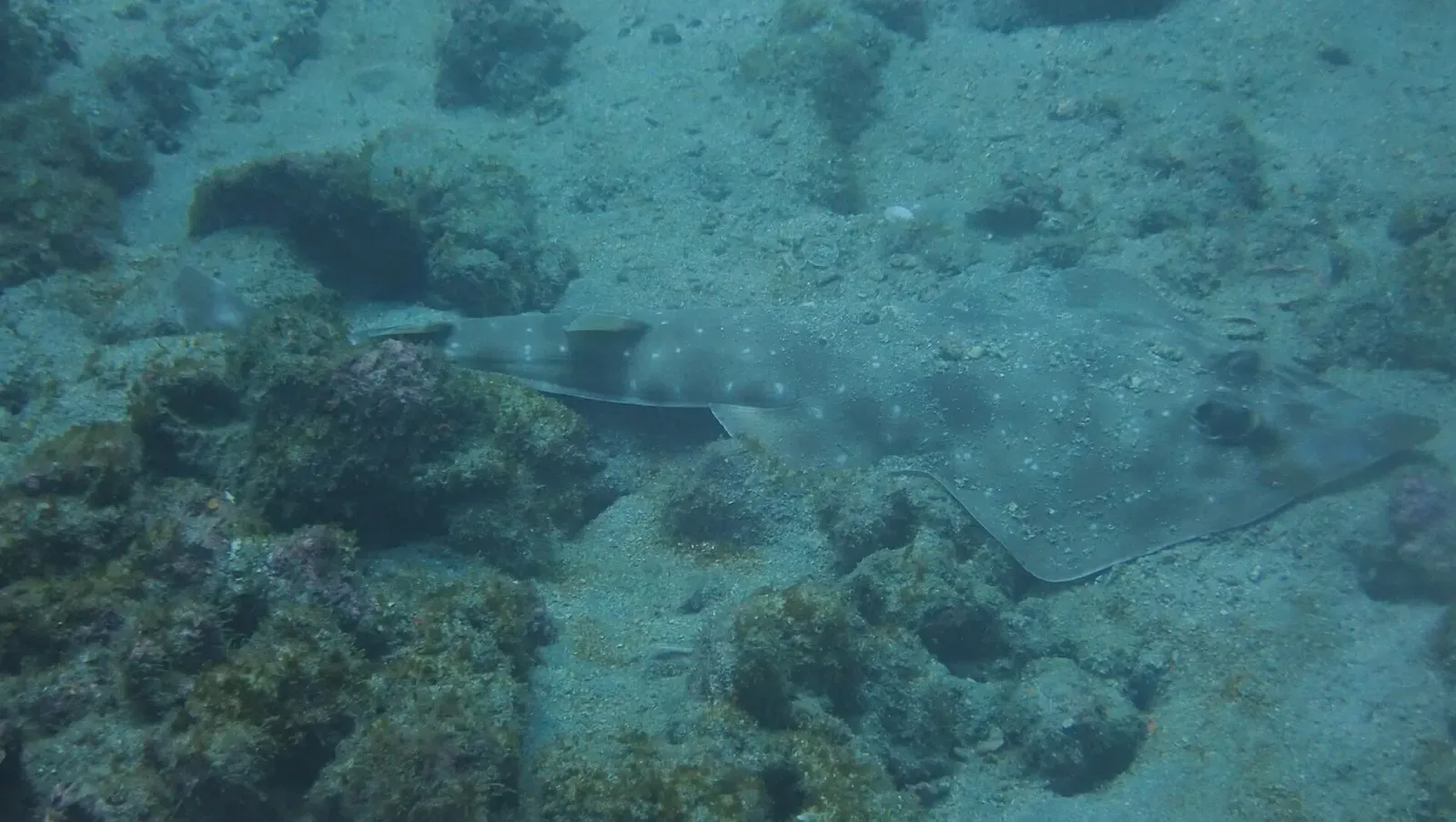 A guitarfish rests on a rocky, sand-dusted seabed in green-tinted water — Isla de la Plata.