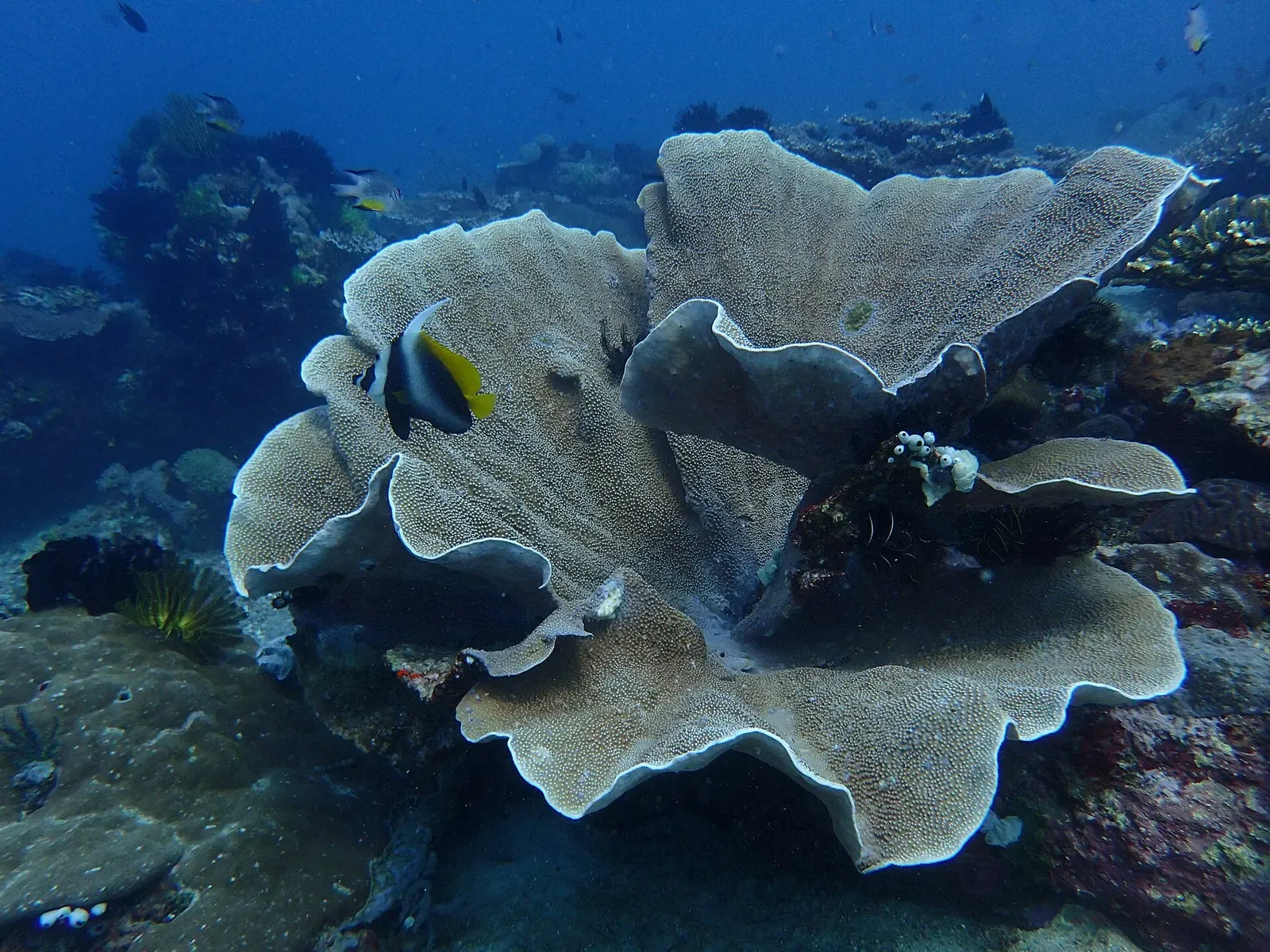 A butterflyfish swims through the folds of a massive cabbage coral formation — Puerto Galera.