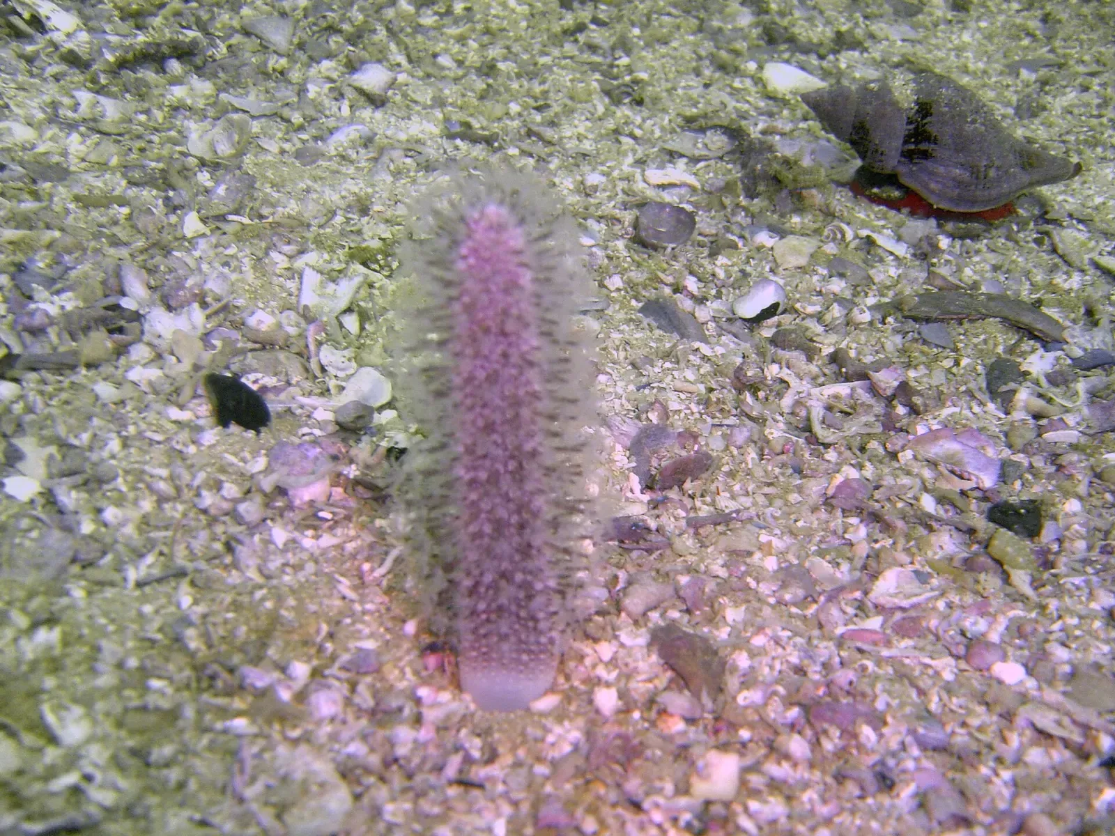 A purple sea pen standing upright on the sandy bottom — Photographer's Reef, Cape Town