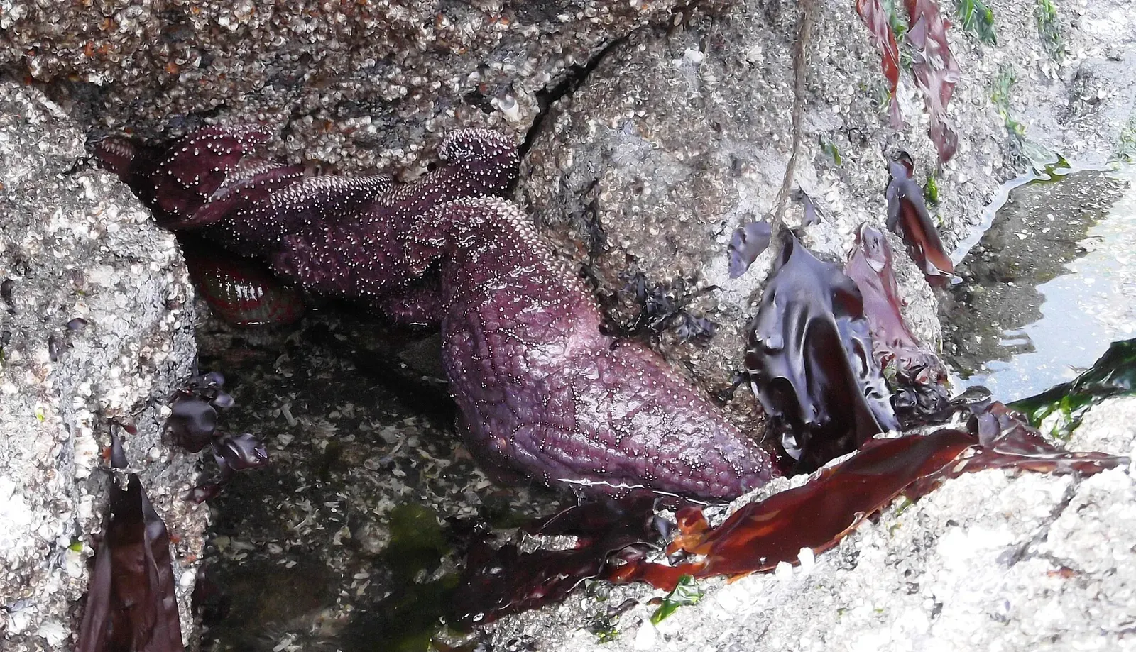 Close-up of a purple ochre sea star gripping a shell-encrusted piling — Edmonds Underwater Park, Puget Sound.