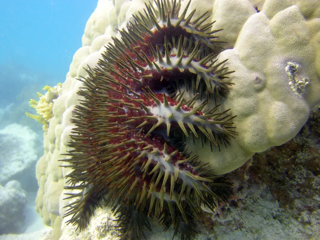 A crown-of-thorns starfish with dark red arms and long spines draped over a pale boulder coral — Paje & Jambiani.