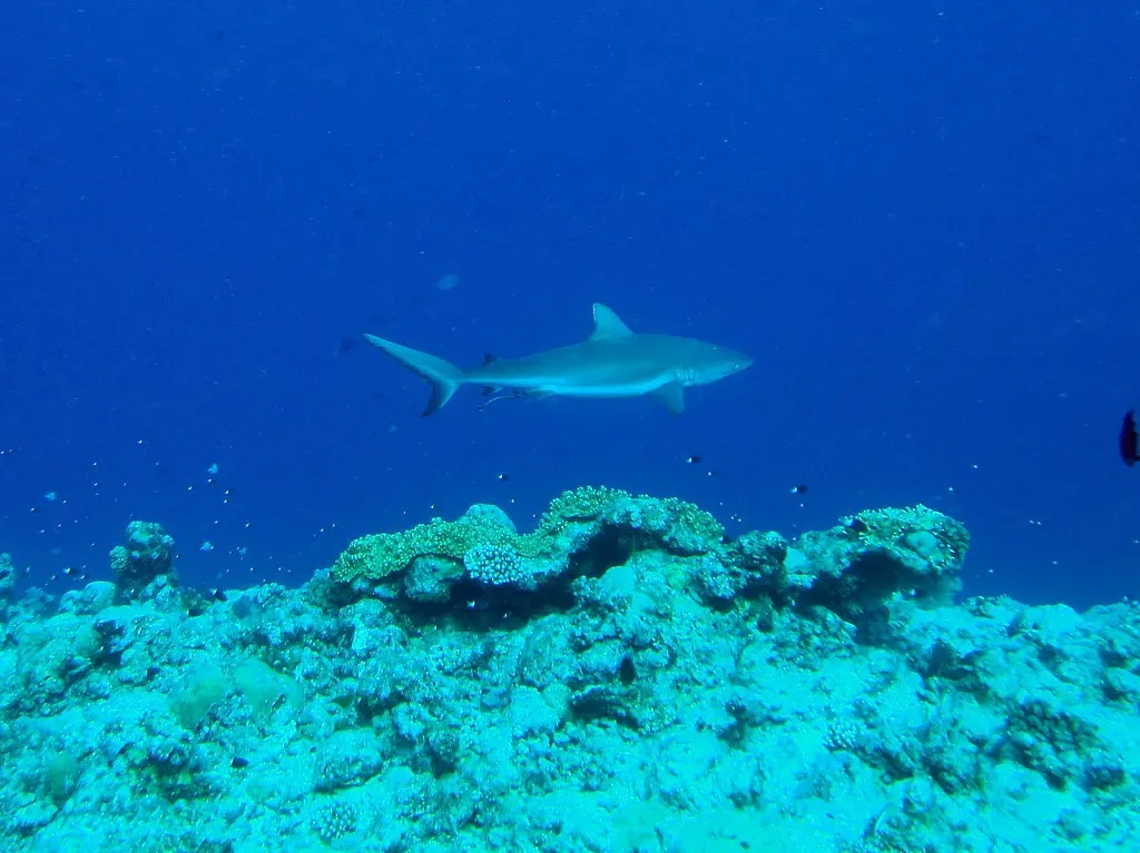 A reef shark swims over the coral-covered edge of the plateau — Blue Corner, Palau.
