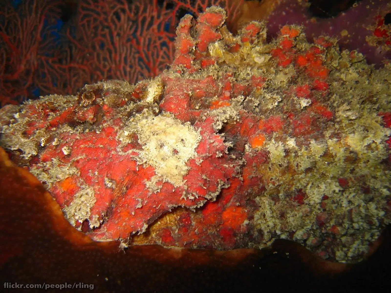 Camouflaged reef stonefish resting against red encrusting coral — Steve's Bommie, Great Barrier Reef