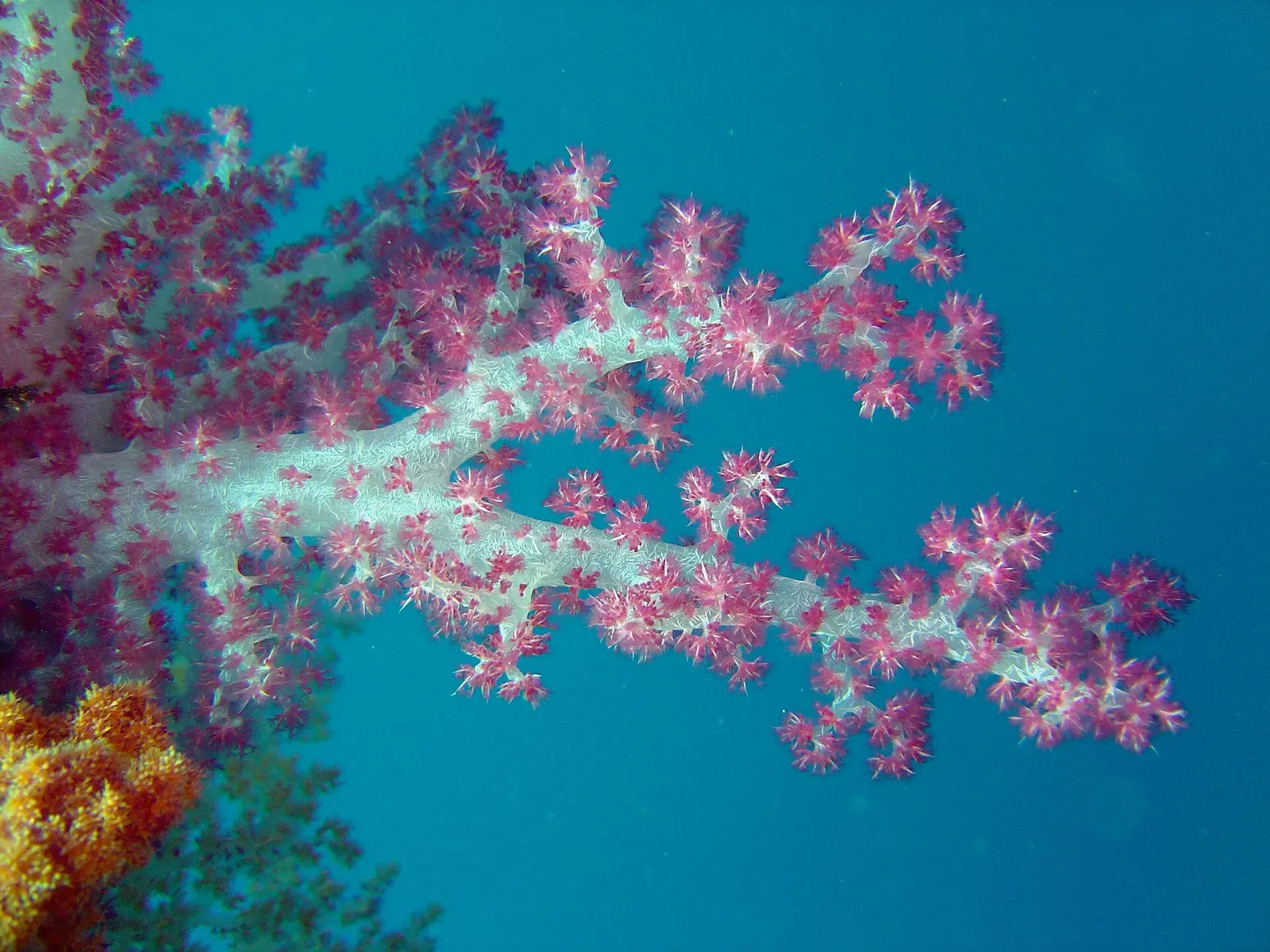 Vivid pink soft coral growing on the Sankisan Maru wreck — Chuuk Lagoon