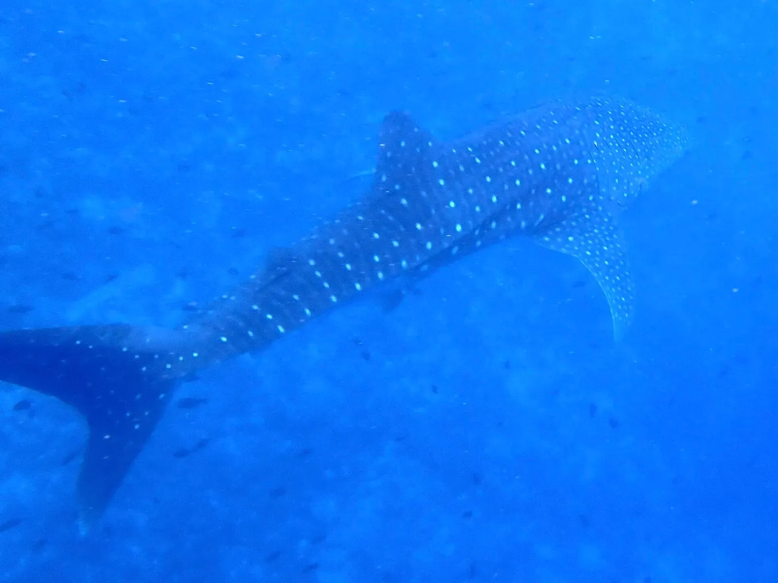 A whale shark swims toward the camera through open blue water — South Ari Atoll Marine Protected Area, Ari & Rasdhoo Atolls.