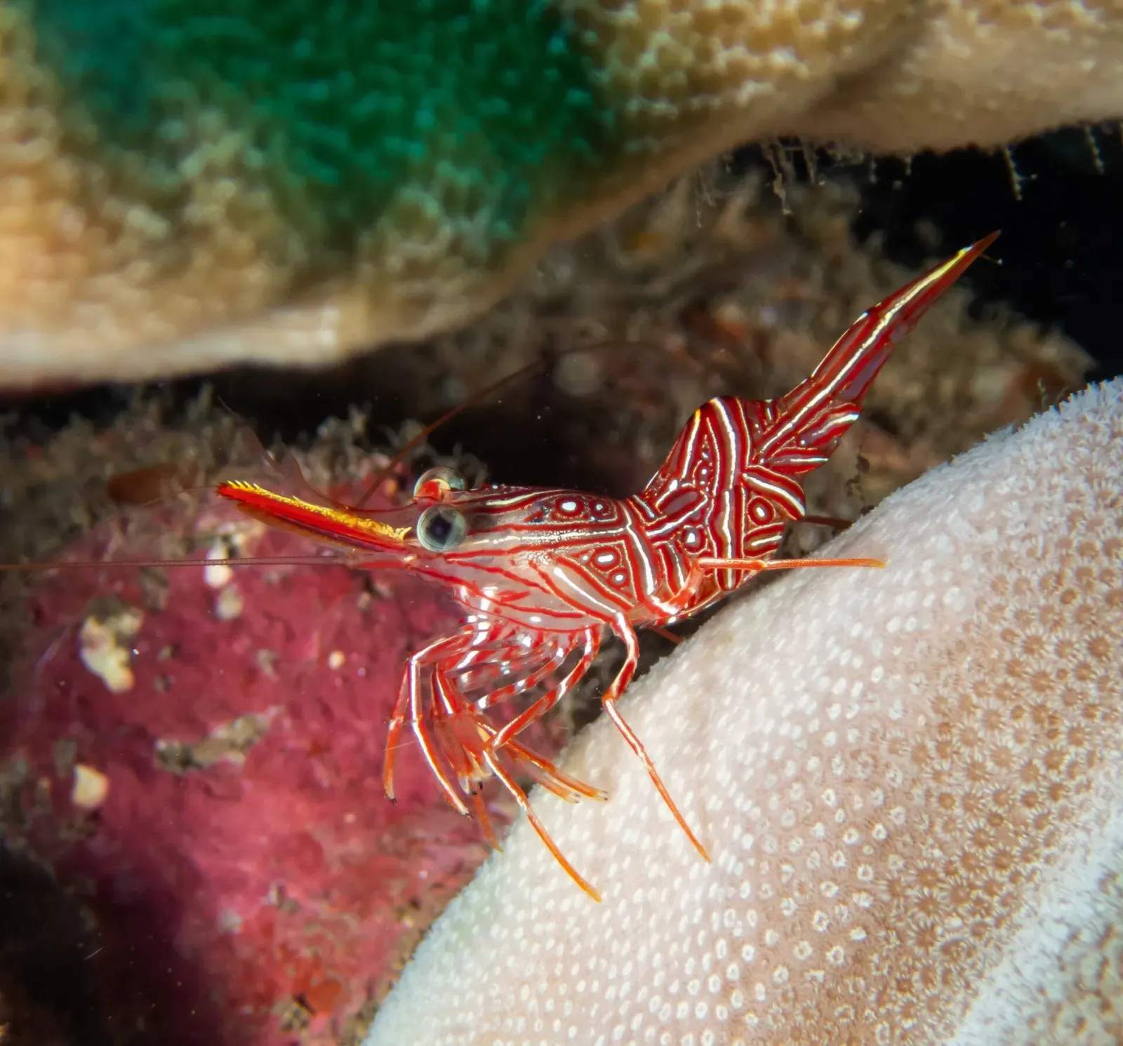 Red and white banded dancing shrimp perched on coral — Koh Bida Nai, Koh Phi Phi