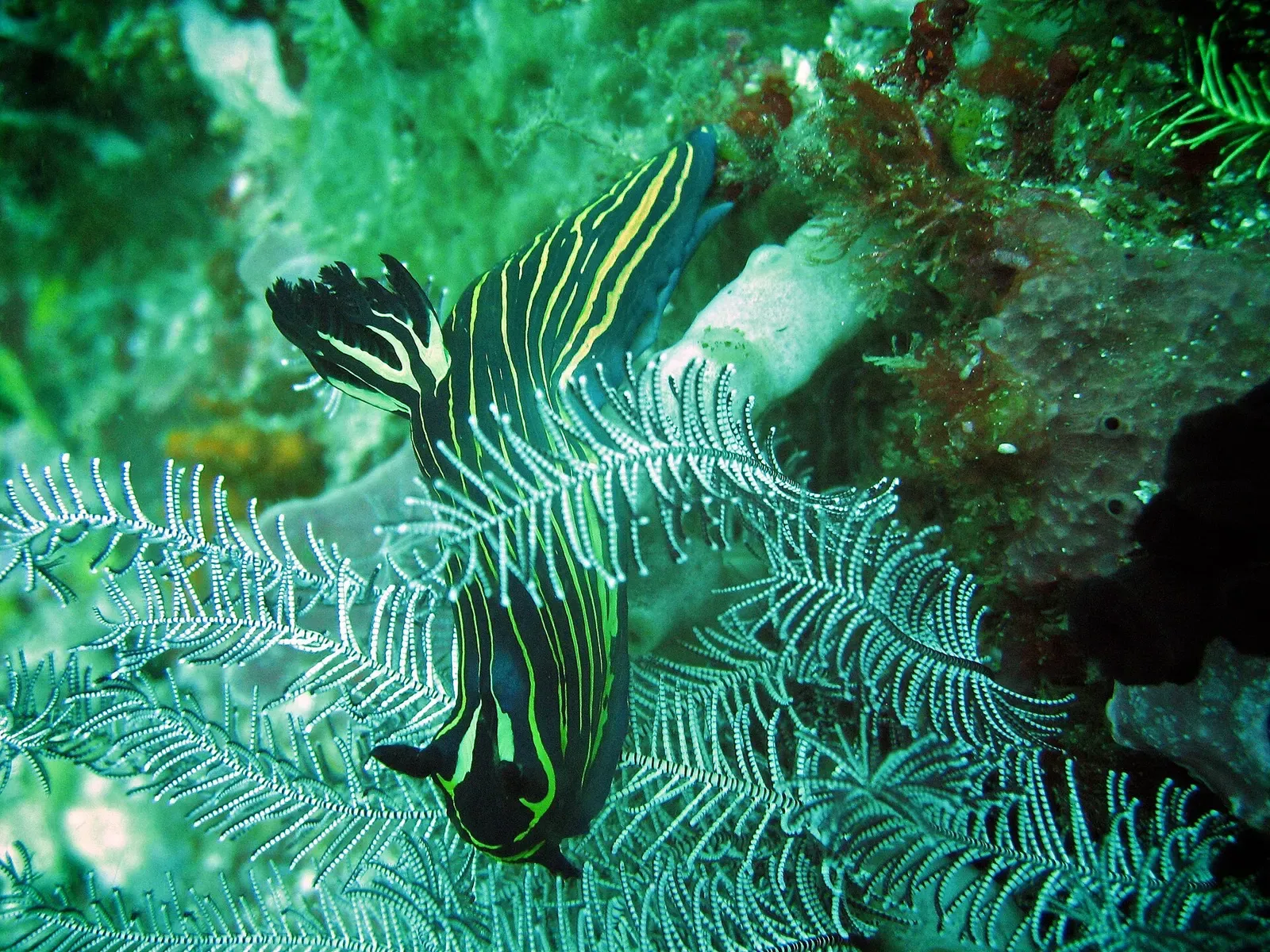 Striped black and yellow nudibranch crawling across a crinoid — Cannibal Rock, Komodo.