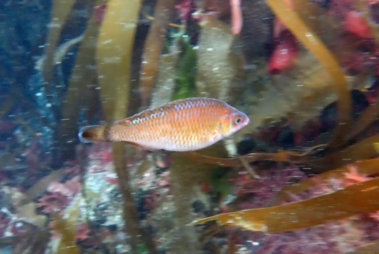 A small orange and pink striped fish swims among kelp fronds and red seaweed — Drawna Rock, Cornwall