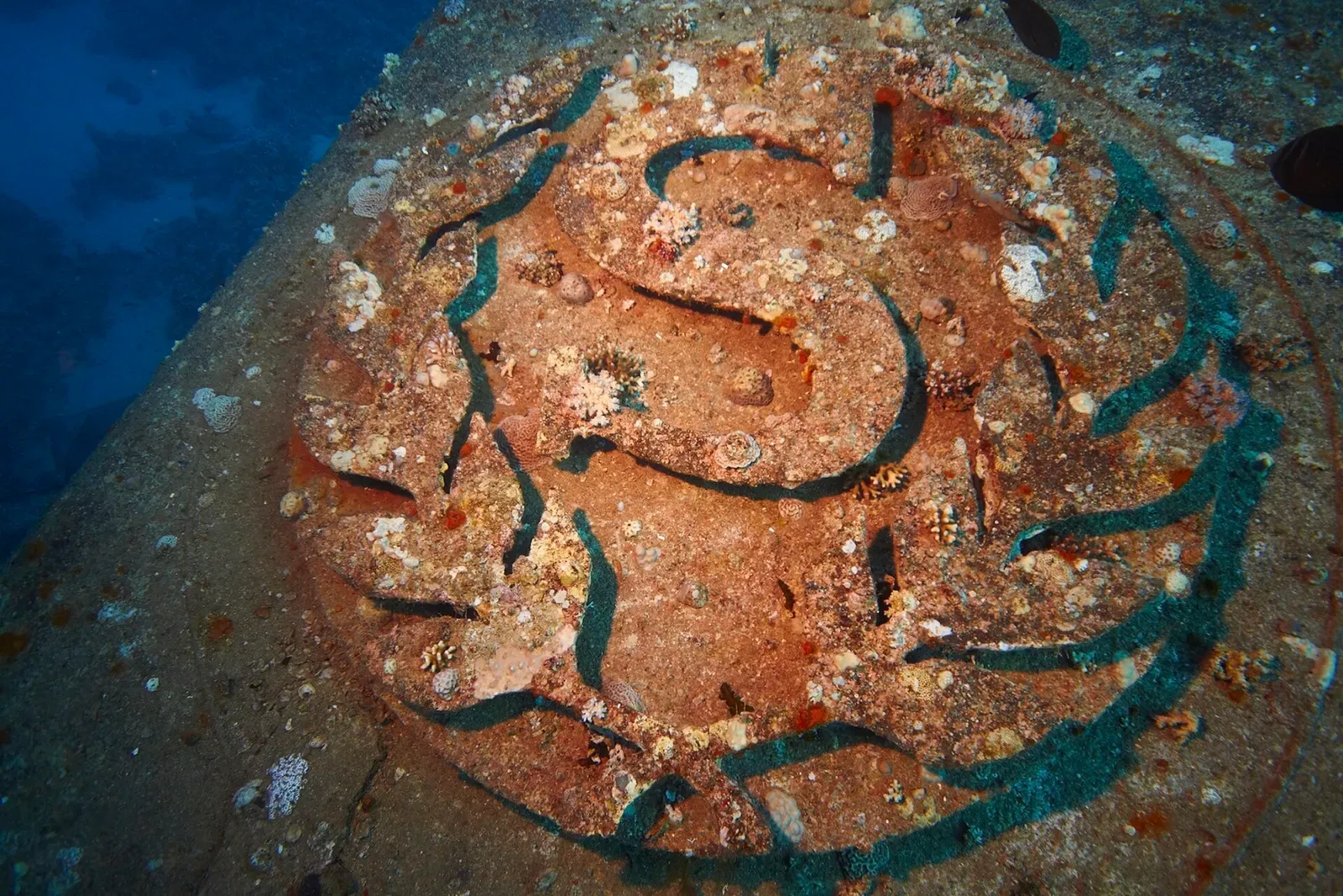 Close-up of a coral-covered circular emblem on the Salem Express wreck — Safaga