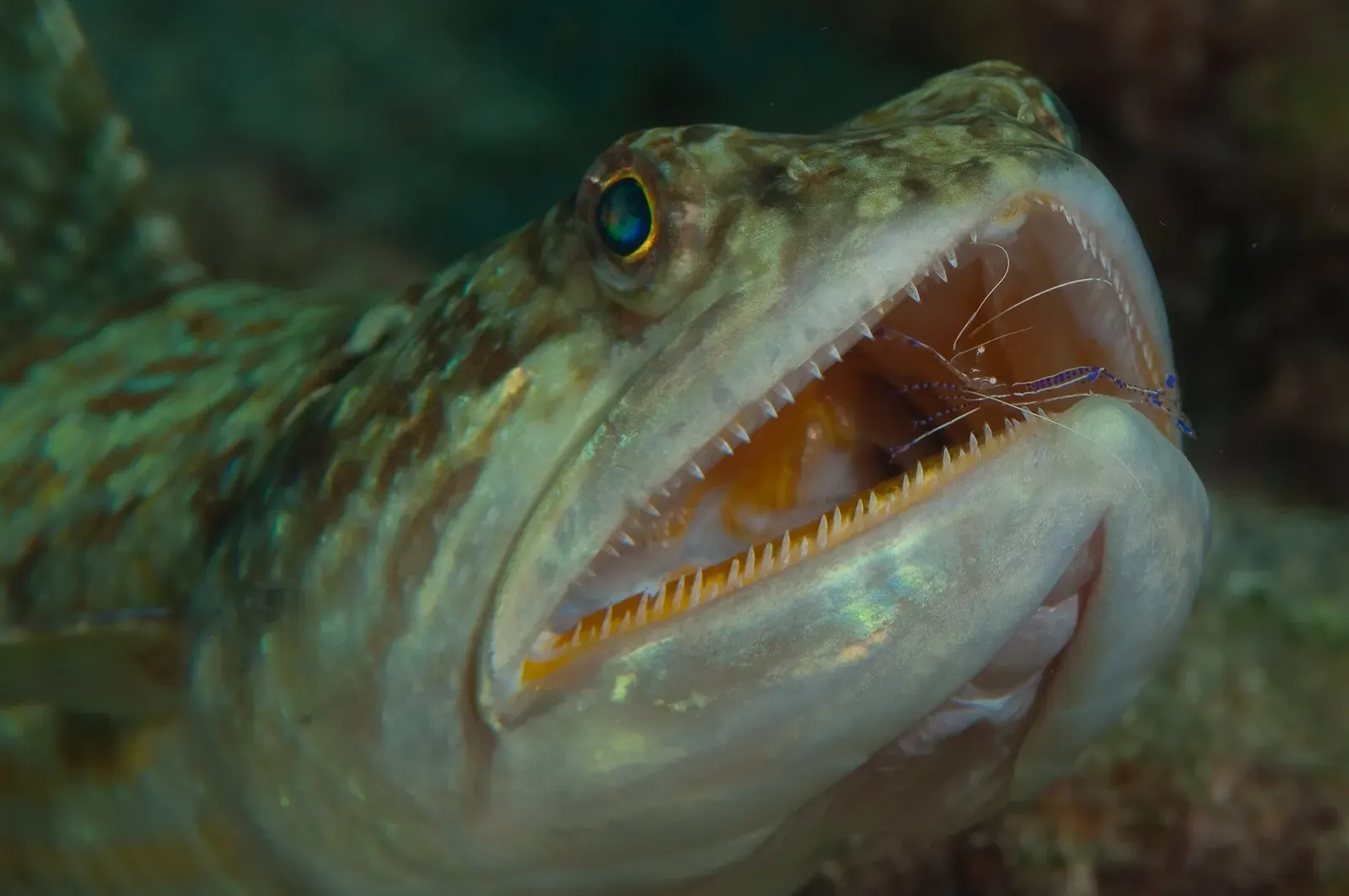 A lizardfish with its jaws wide open while a small cleaner shrimp works inside its mouth — St. Vincent
