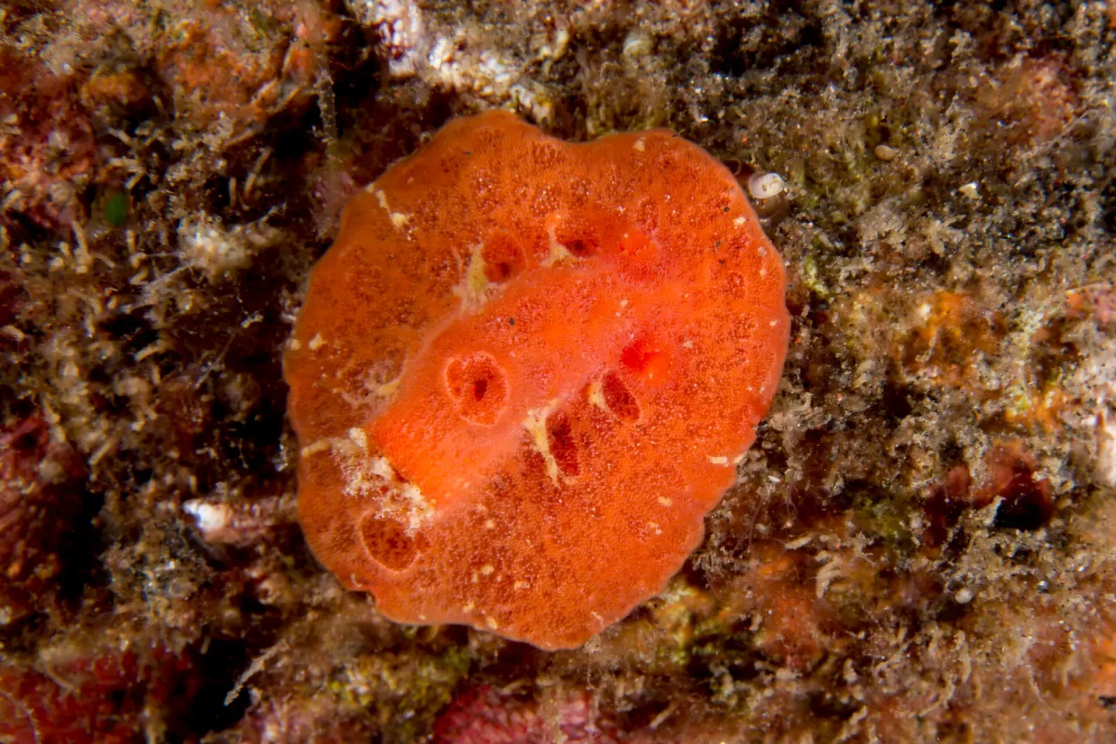 Round orange tuberculate nudibranch resting on dark sand — Seraya Secrets, Tulamben