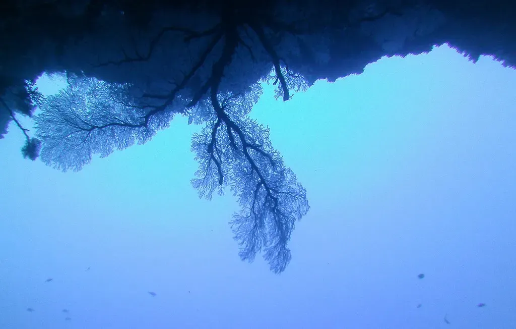 A large dark sea fan hanging from a rock ceiling against pale blue water — Siaes Tunnel, Palau.