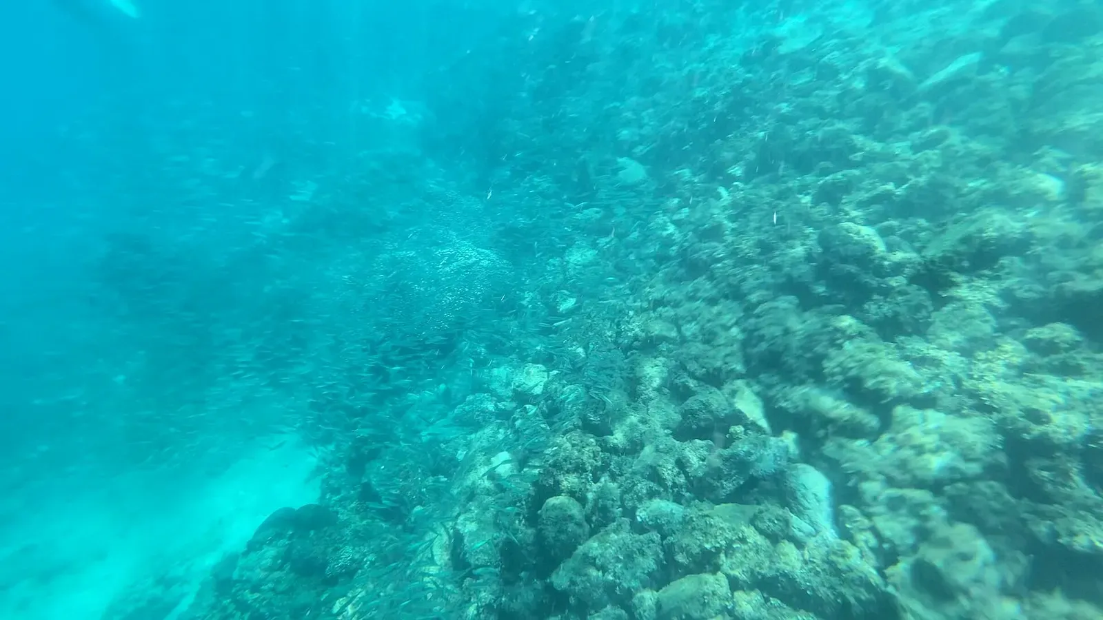 A turtle glides over open reef through a haze of small reef fish — Panagsama House Reef (Sardine Run), Moalboal.