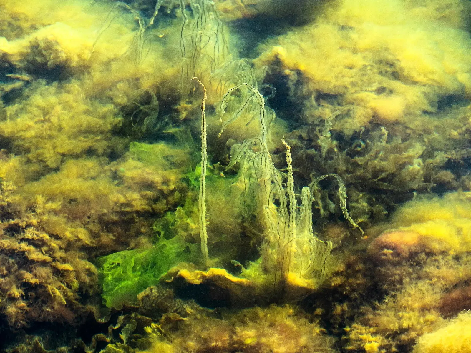 Strands of dead man's rope and sea lettuce growing over submerged rock near Lysekil — Bohuslän