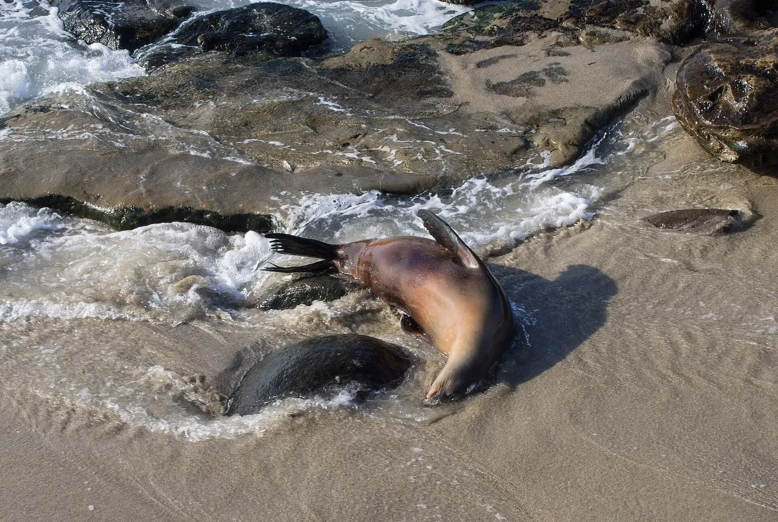 California sea lion resting on wet rocks by the shoreline — La Jolla Cove, La Jolla