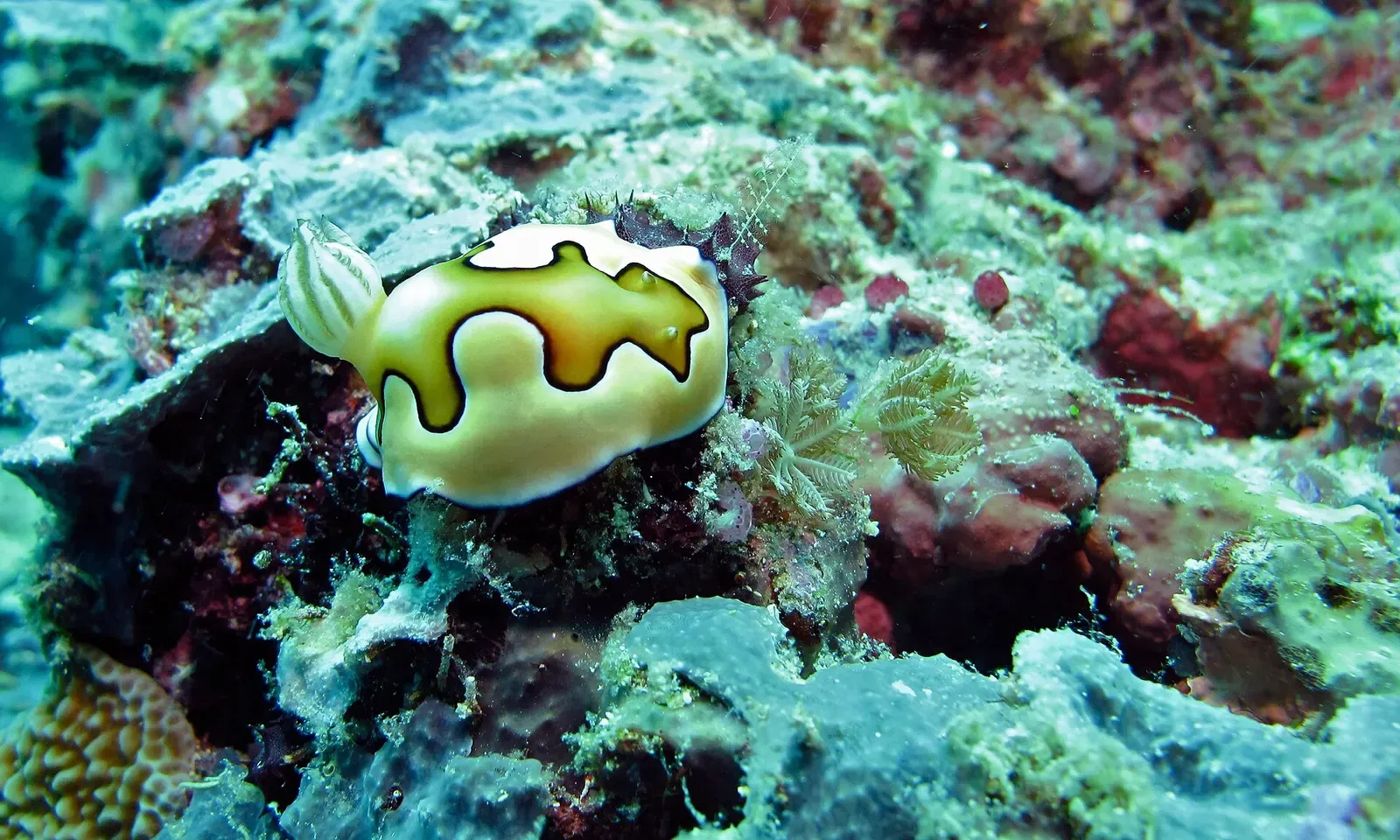 A white and black nudibranch crawls over the reef near Turtle Tomb — Sipadan.