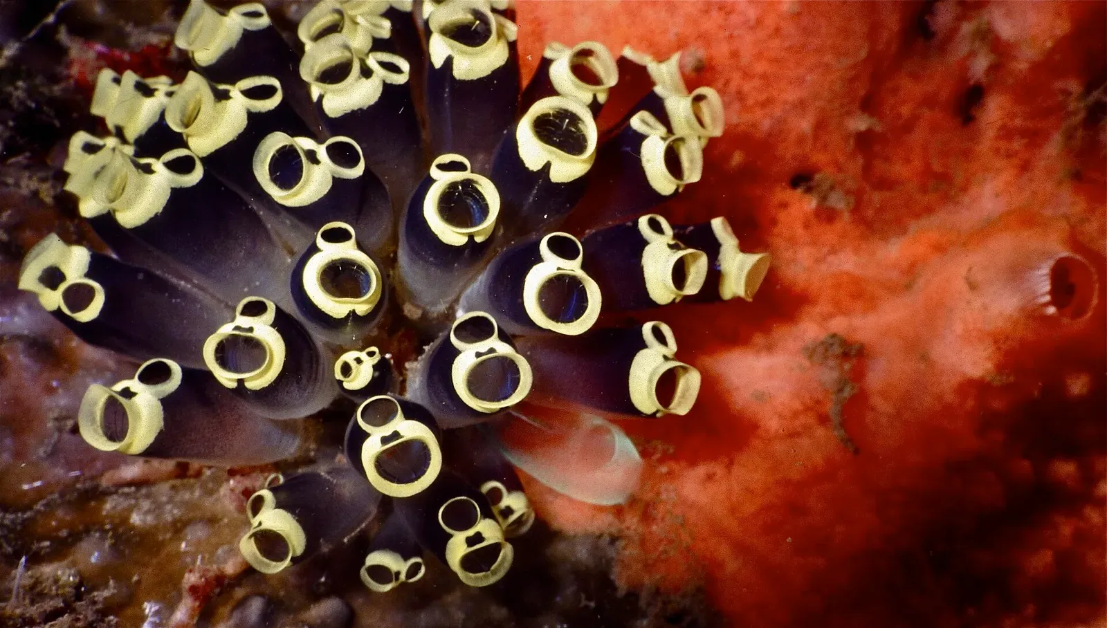 A cluster of dark sea squirts with pale golden siphons growing on a red sponge — Lembeh Strait.