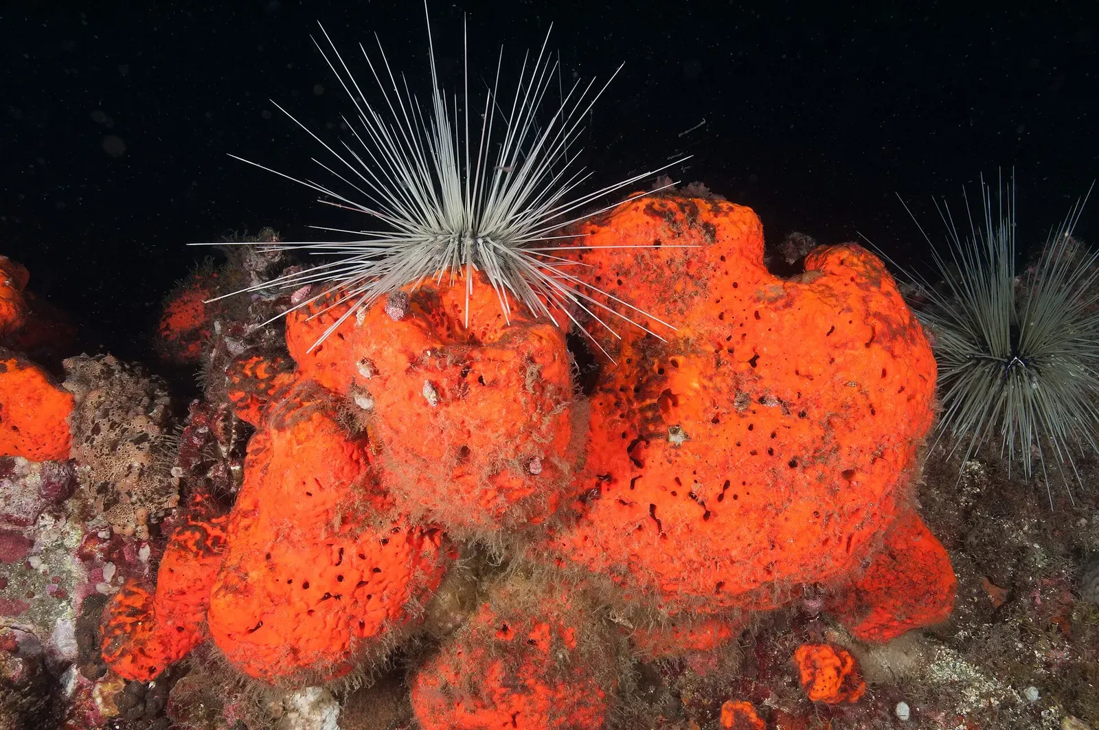 Long-spined sea urchin perched on an orange elephant ear sponge at Stetson Bank — Flower Garden Banks