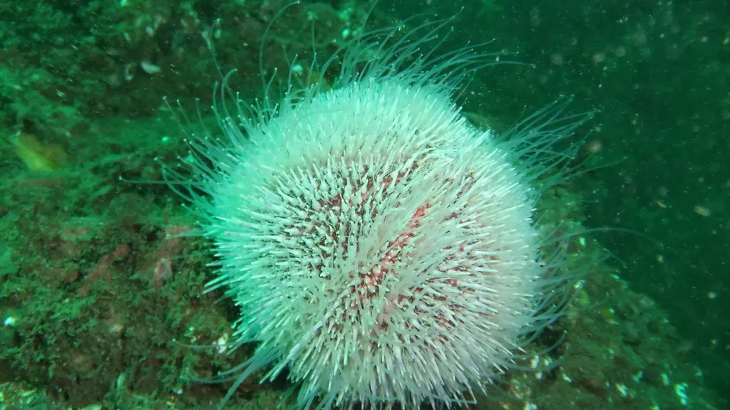 A pale, long-spined sea urchin sits on green-tinted rock underwater — Farne Islands