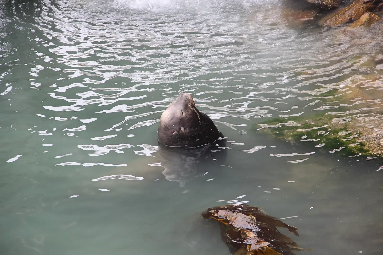 A seal lifting its head out of green harbour water beside a drifting frond of kelp — Morro Bay & Port San Luis