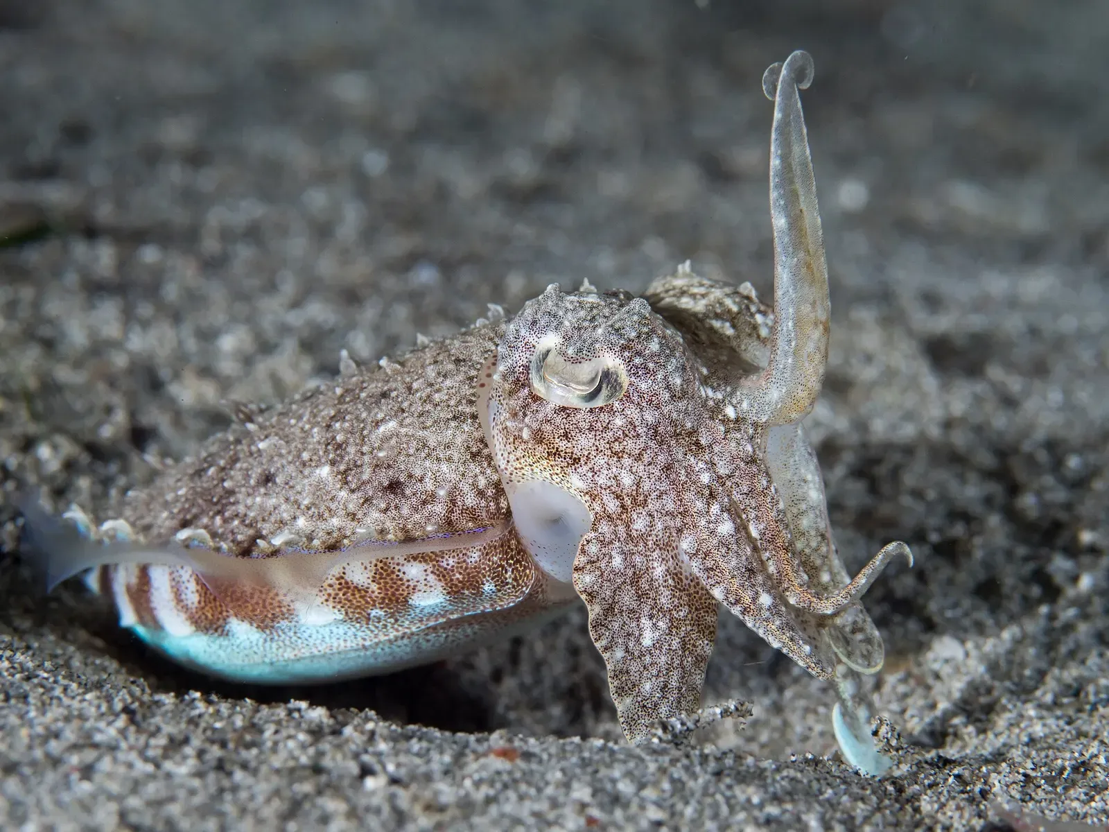 A mottled brown cuttlefish rests on grey sand with two arms raised — Morotai