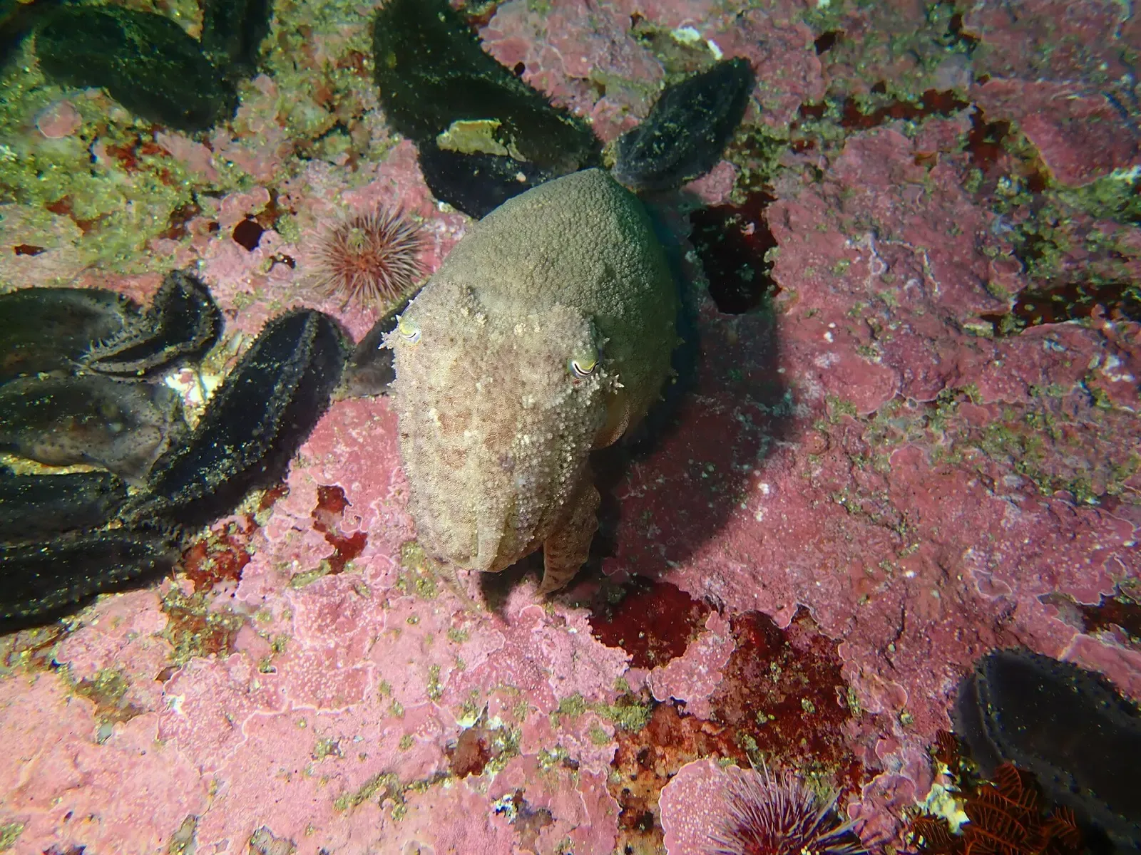 A patchwork cuttlefish rests camouflaged against encrusted reef rock off the Cape Peninsula — Cape Town.