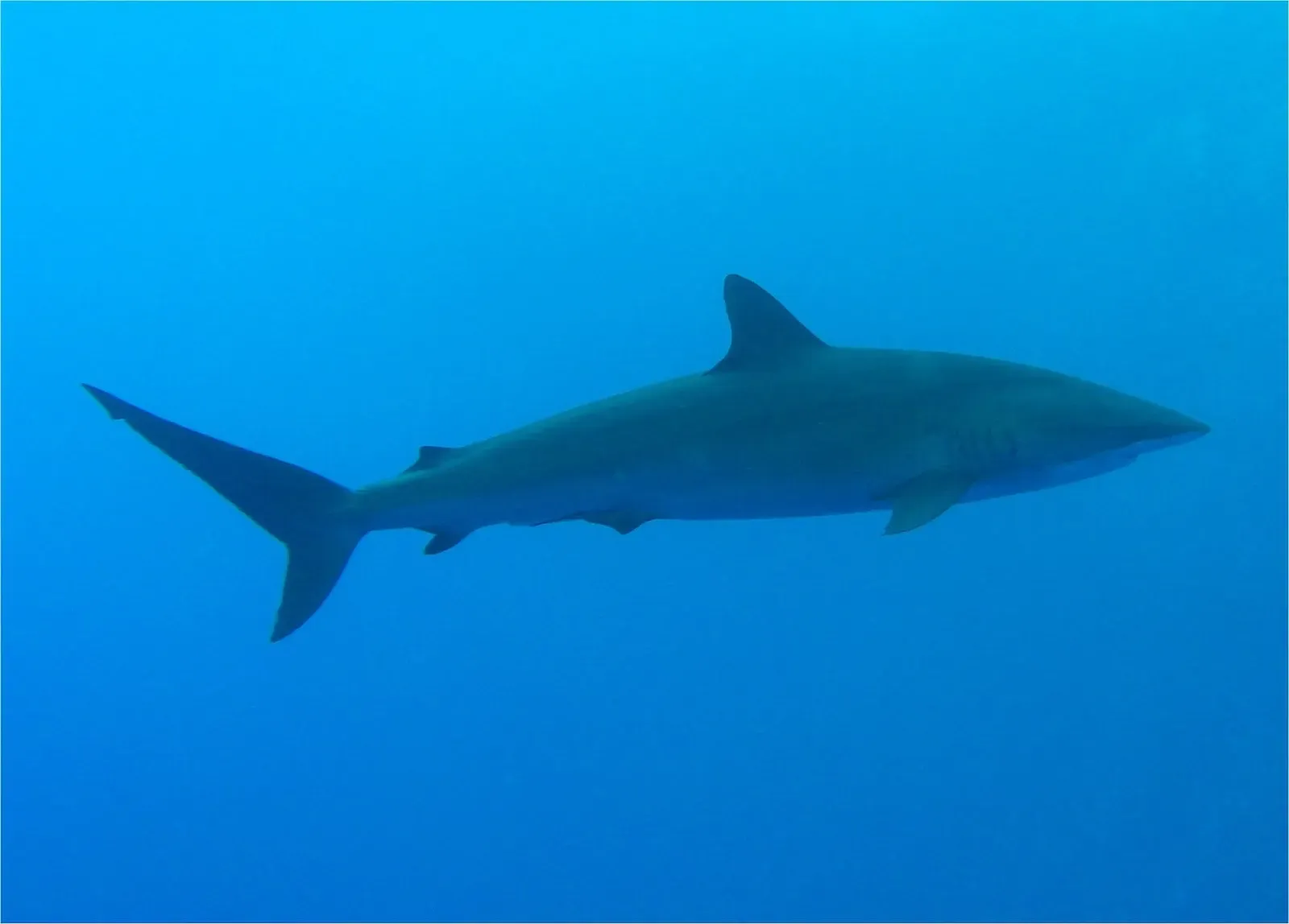 A silky shark swimming in clear blue water off the reef — Little Brother Island, Brothers & Daedalus