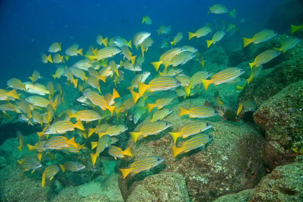 Striped yellow and blue snapper pack tightly together over a rocky reef — Coiba.