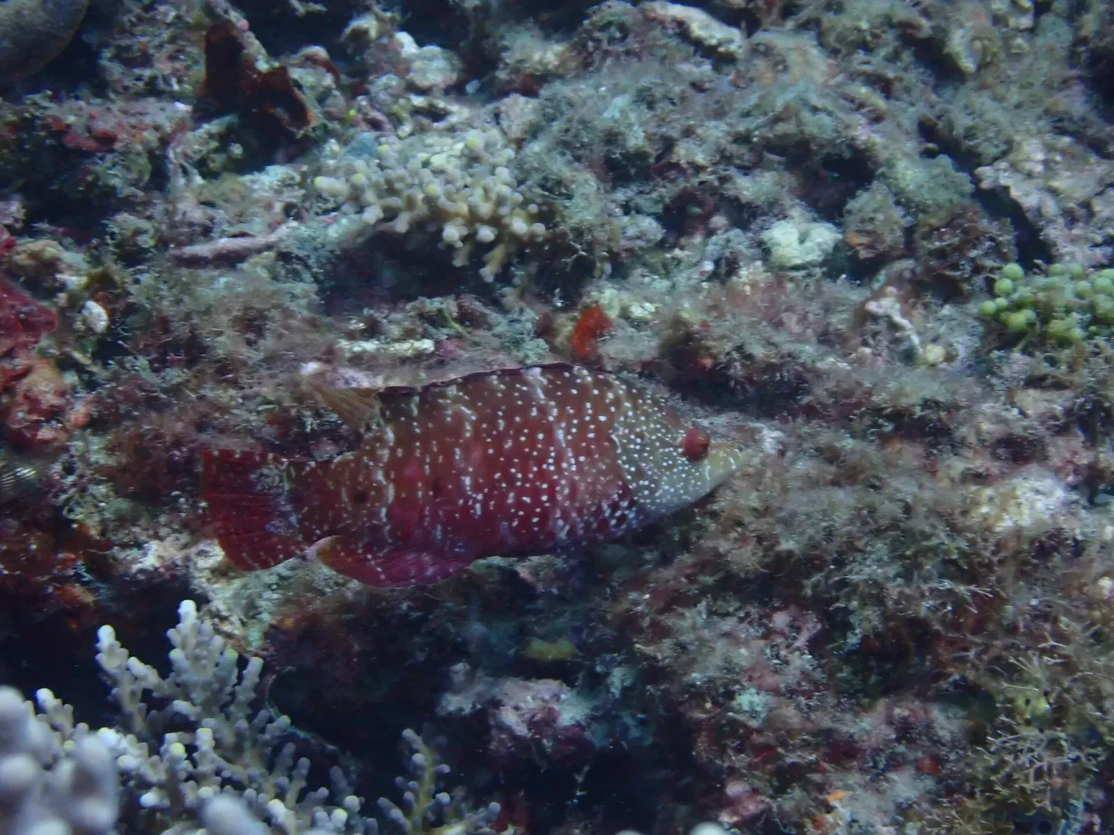 A snooty wrasse resting on mixed hard and soft coral at Houbihu's outfall reef — Kenting