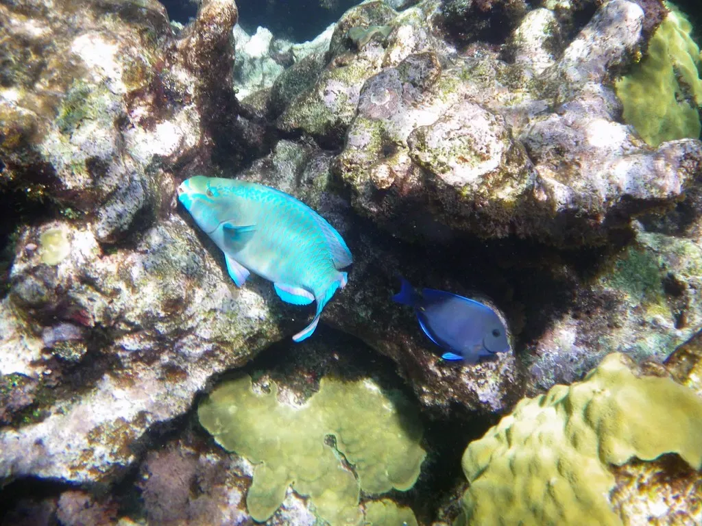 A queen angelfish and blue tang tucked among coral heads at Buck Island — St. Croix