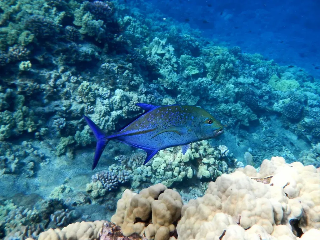 A bluefin trevally cruising past a coral head with a sea urchin tucked beneath it — Molokini Crater, Maui