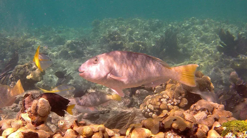 A reddish reef fish swimming close to coral rubble at Eastern Dry Rocks