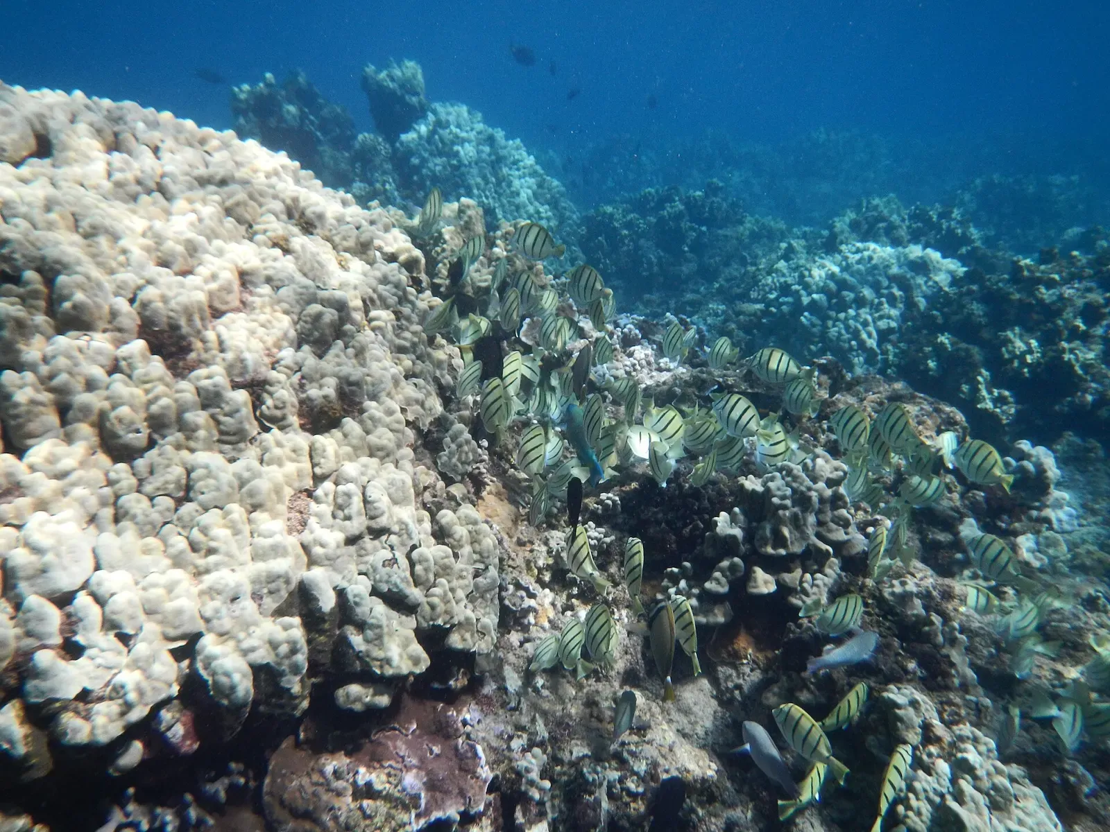 School of striped convict tangs schooling over a coral bommie — Honolua Bay, Maui