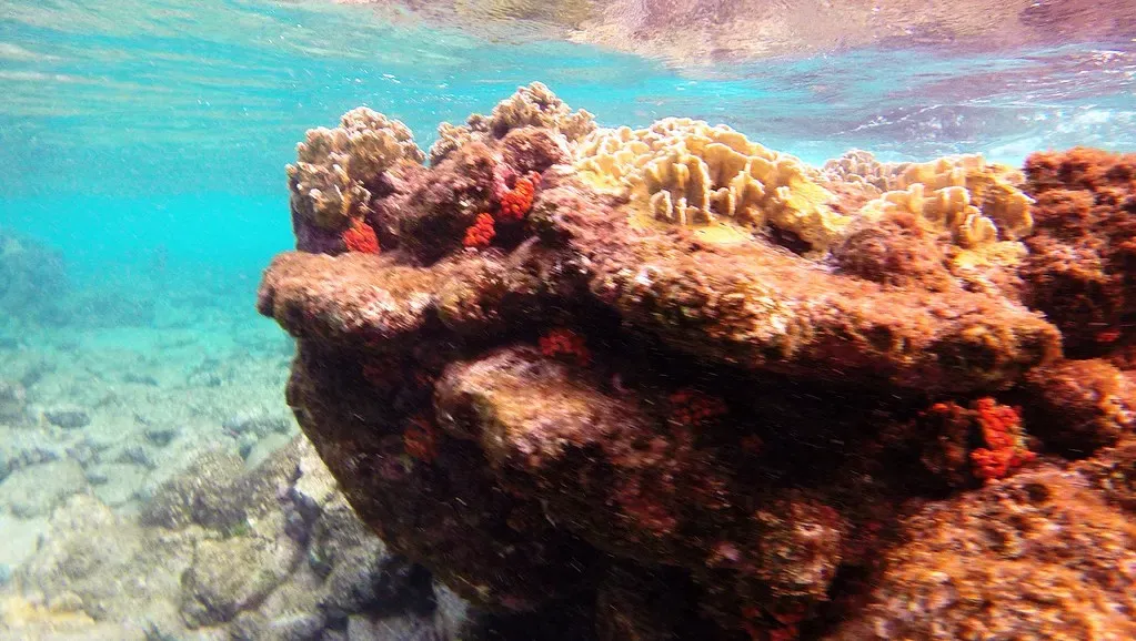Close view of a coral head dotted with small red sponges near the surface — Karpata, Bonaire