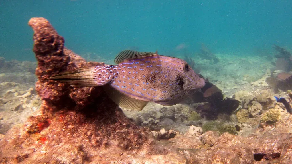 A speckled filefish hovering over the reef at Rock Key