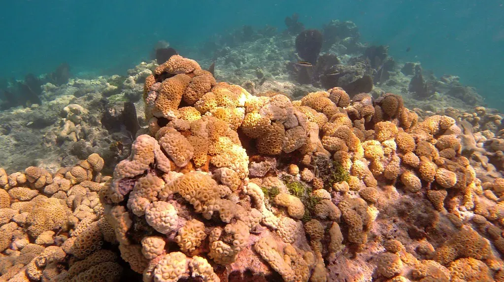 A cluster of orange and yellow coral on the reef at Sand Key