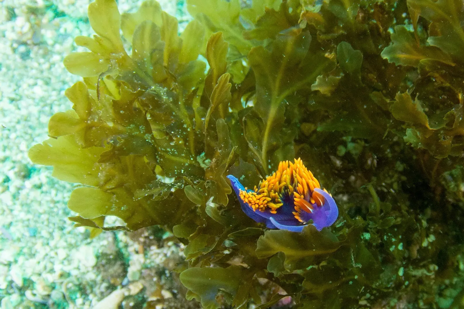 Purple and orange Spanish shawl nudibranch crawling over kelp fronds — Anacapa Island — Arch Rock, Channel Islands