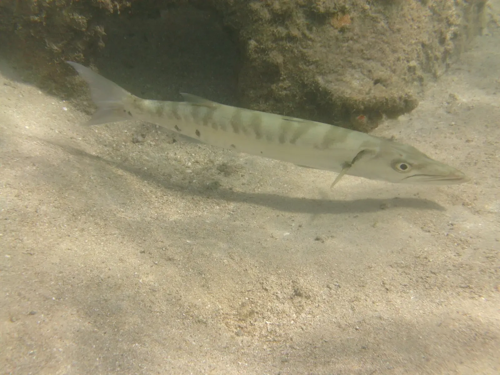 A great barracuda with dark bars cruising over pale sand beside a rock ledge — La Parguera & Guánica