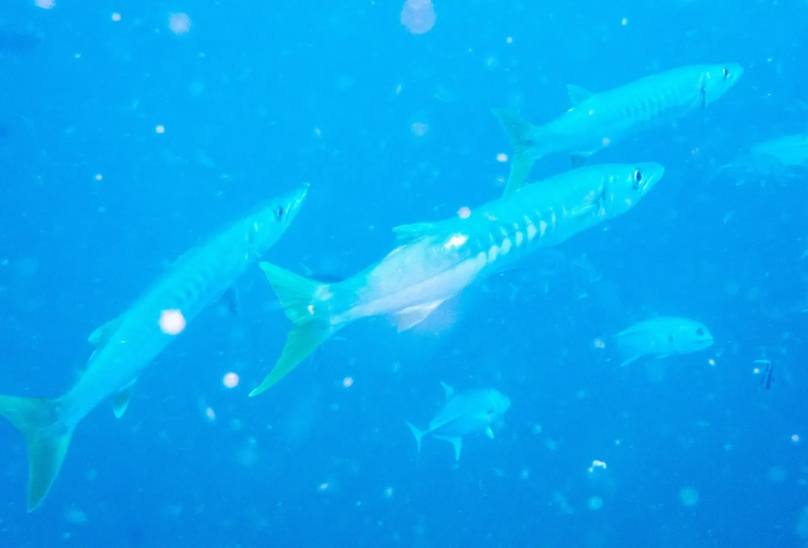 Pickhandle barracuda schooling in open water at Chumphon Pinnacle — Koh Tao