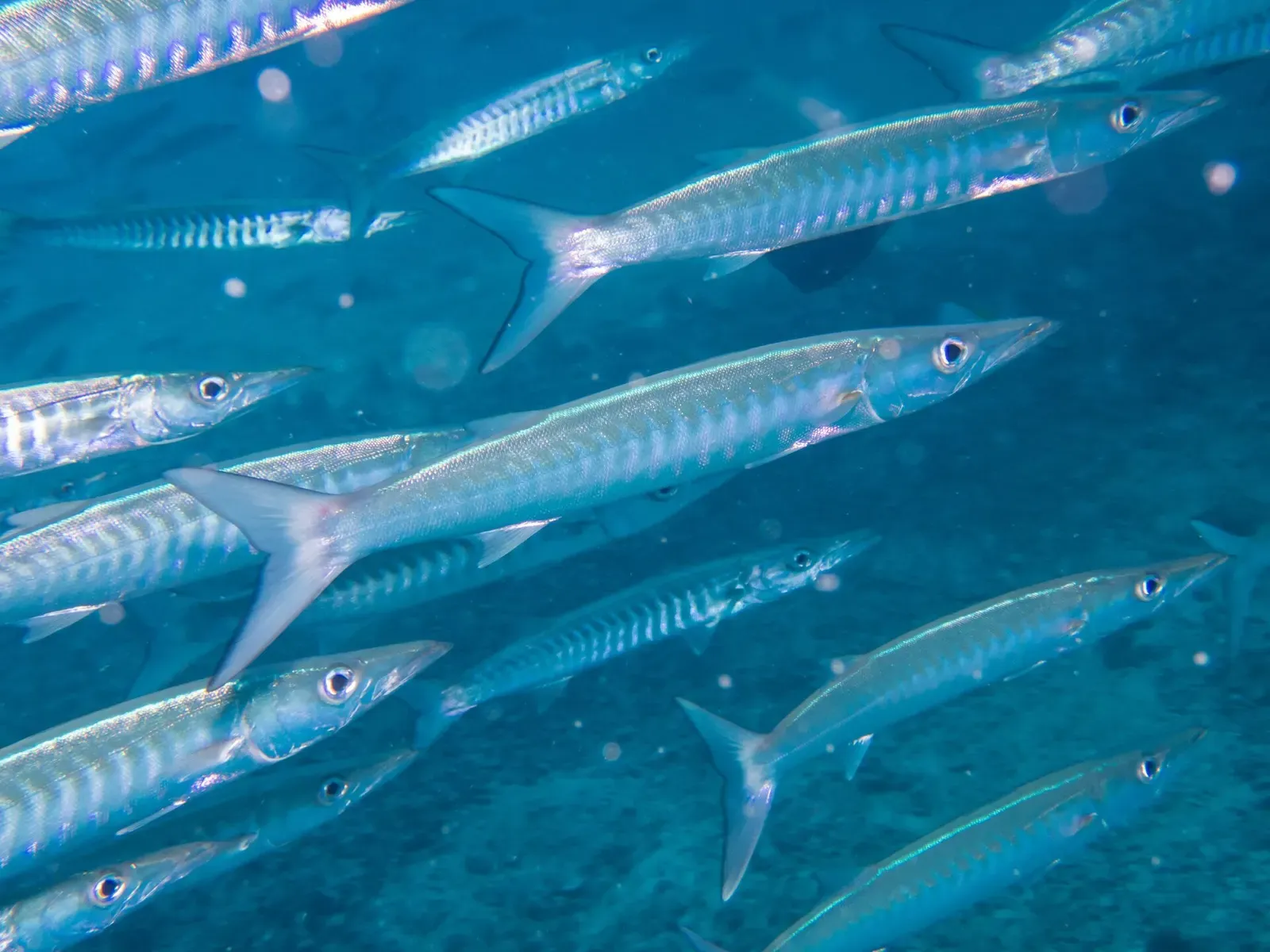 Blackfin barracuda schooling over the reef patches — Twins, Koh Tao