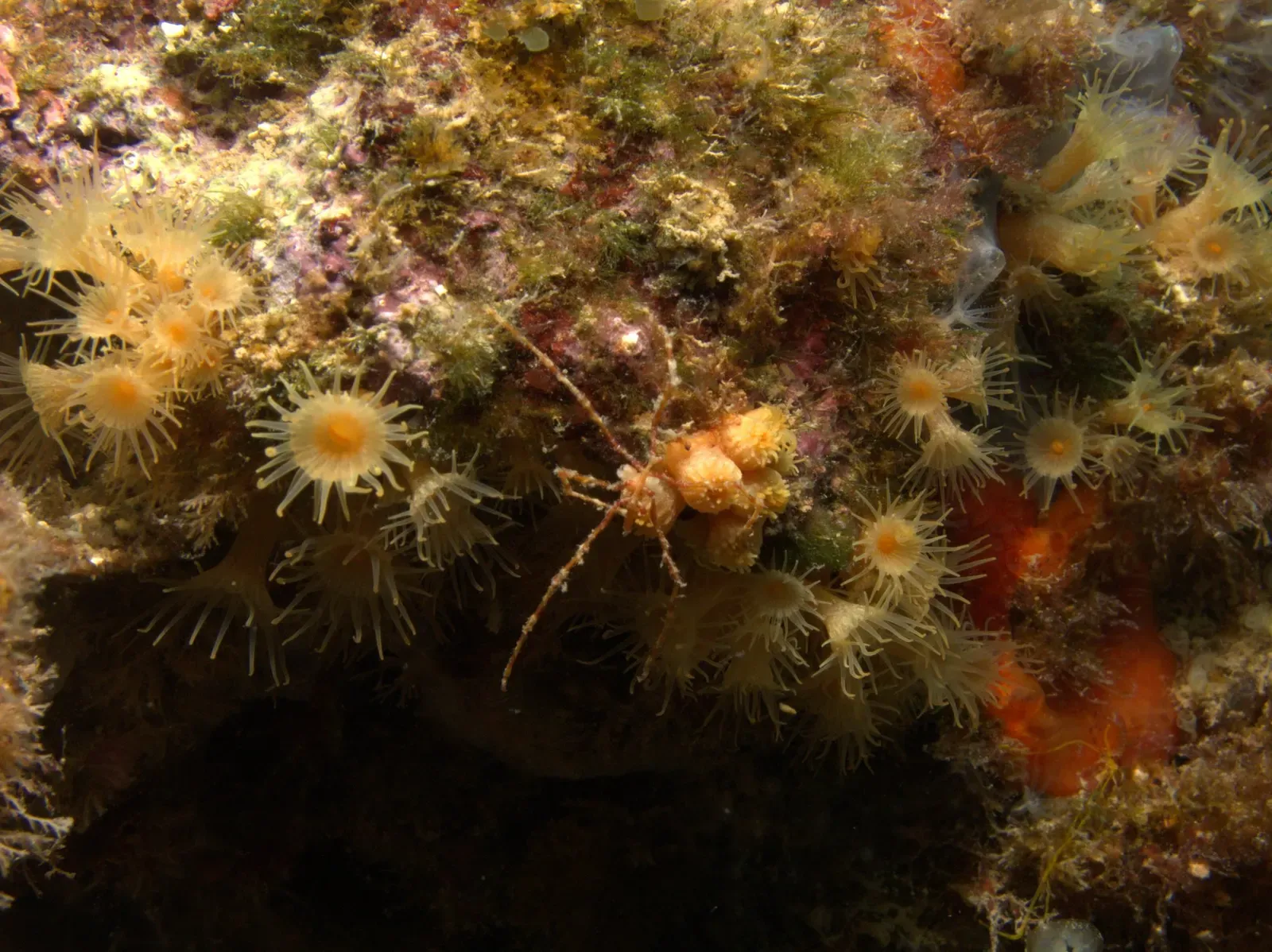 Long-legged spider crab camouflaged among yellow cluster anemones on the reef — Cabo de Palos