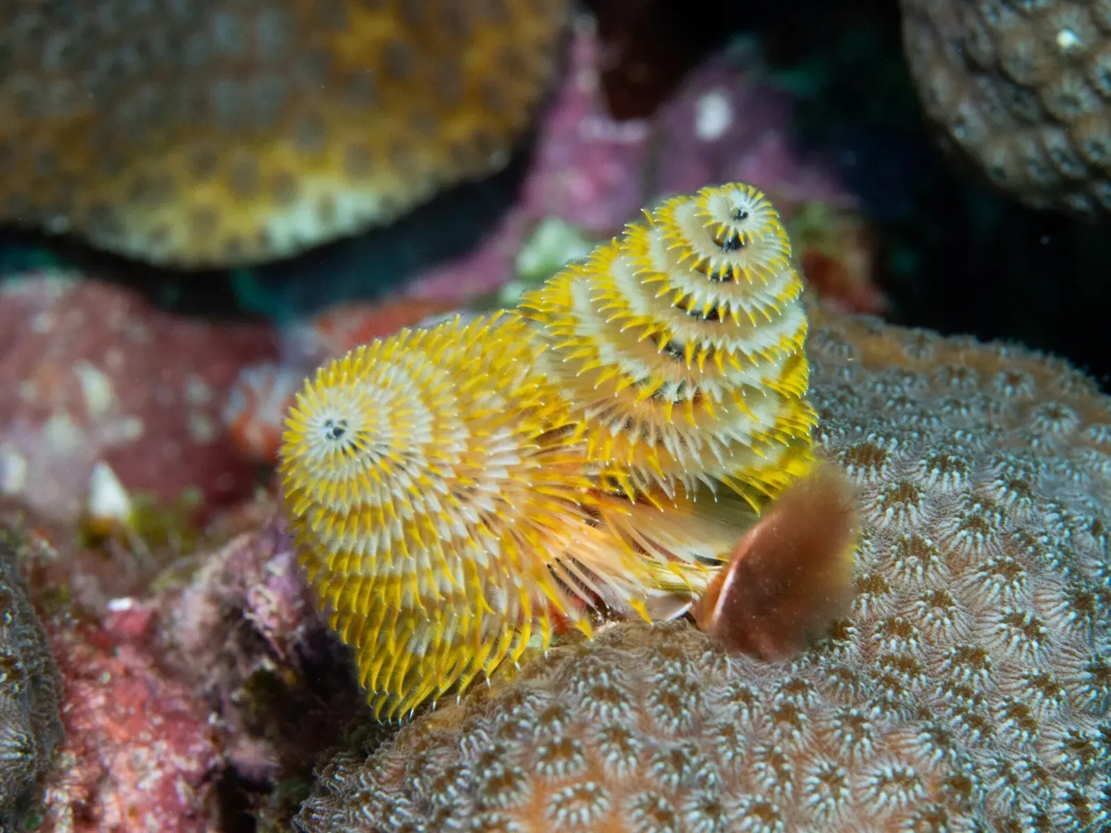 Two yellow spiral plumes of a tube worm rise from a rounded brown coral head — Cobalt Coast, Grand Cayman.