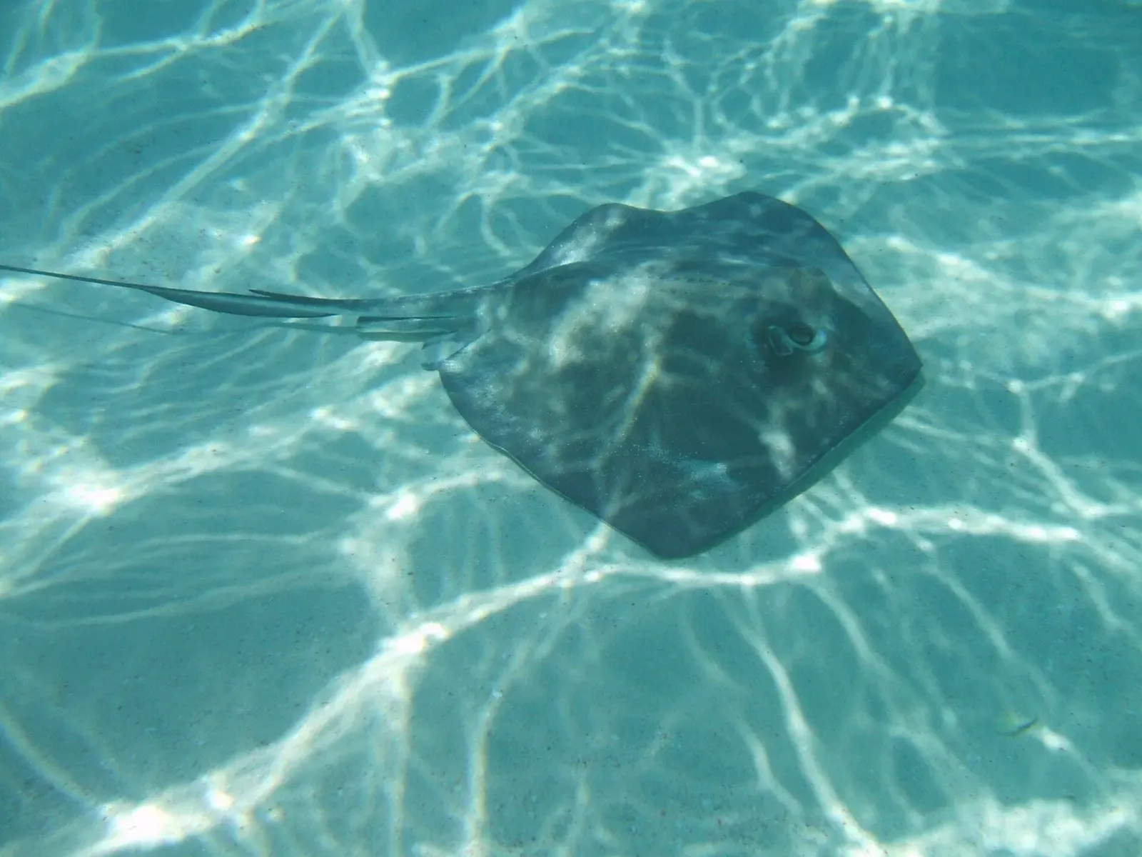 Southern stingray gliding low over the sandy bottom in shallow sunlit water — Stingray City, Grand Cayman